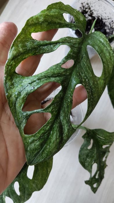 Монстера Адансони Минт