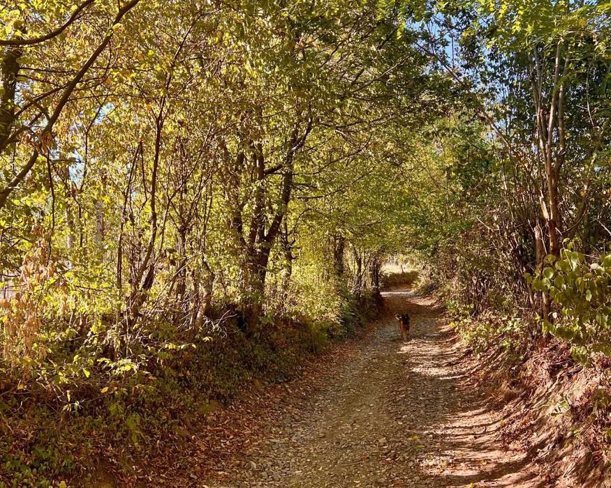 Casă de vânzare Cehu Silvaniei