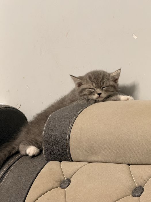 Скоттиш  Страйт девочка