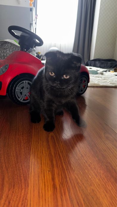котенок скотиш фолд
