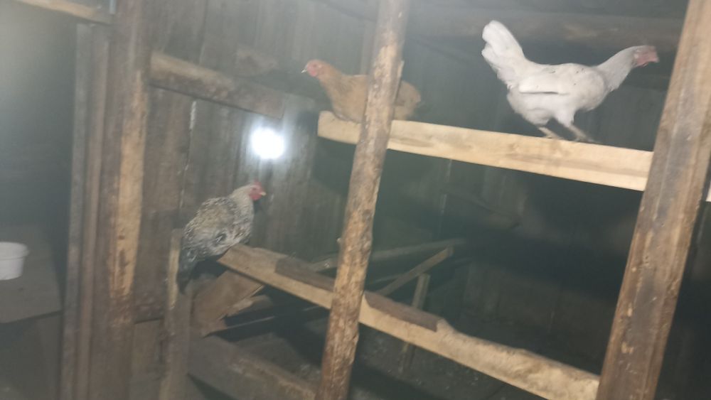 Продам Куры домашние