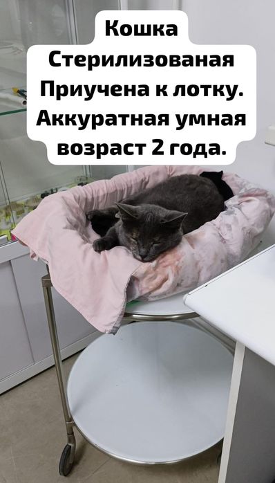 Стерилизованные кошки