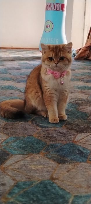 Кошка золотистый шиншила британ зотига жавоб