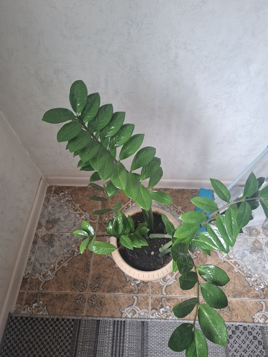 Продам Замиокулькас (Долларовое дерево)
