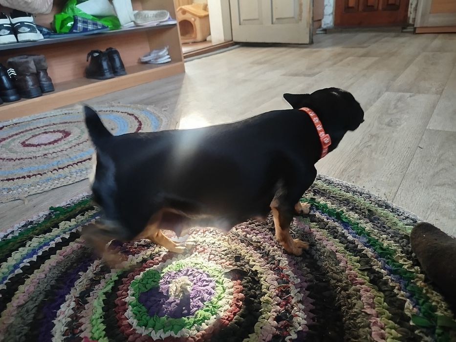 Той терьеры щенки