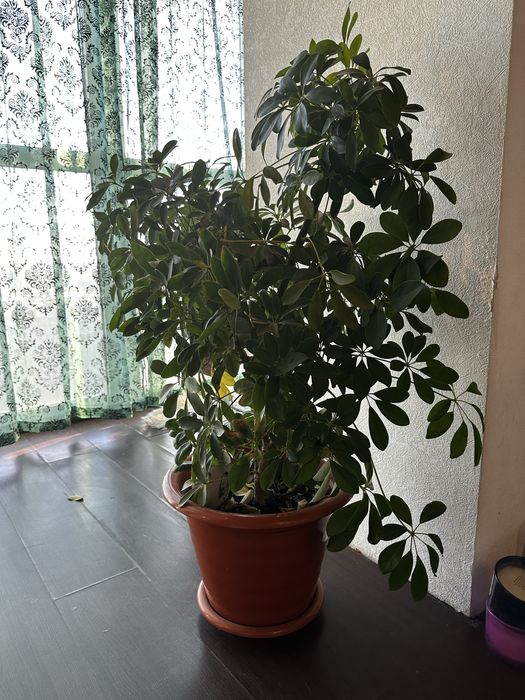 Продам живые растения