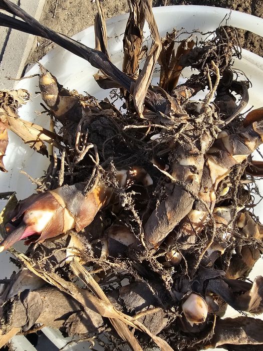 Продам корни цветов канны