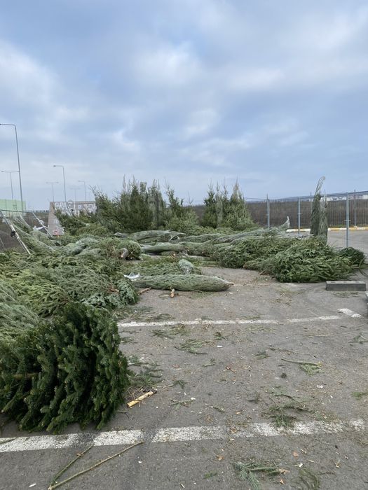 Cetina proaspata din Brazi Romanesti de vanzare