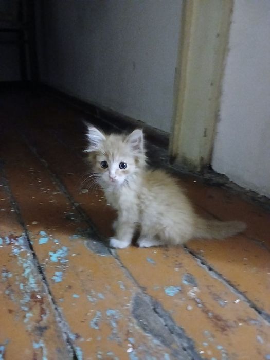 Маленькие котята ищут семью