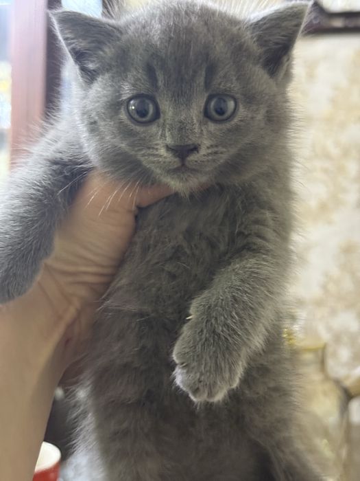 Продаются.  Котята.