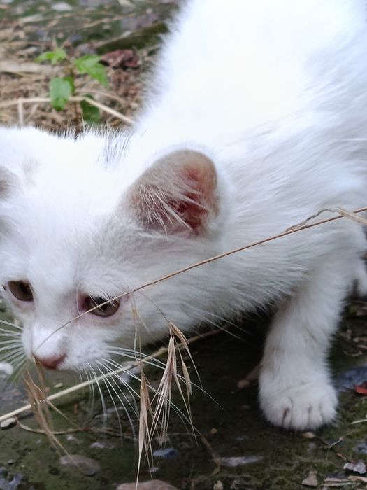 Котик маленький игривый