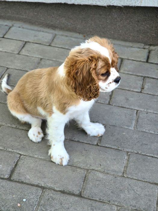 Cavalier king charles spaniel