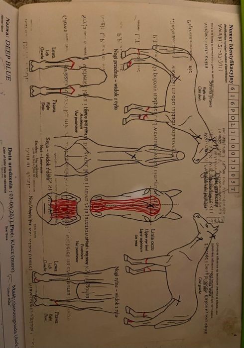 Кобылааааааааааа