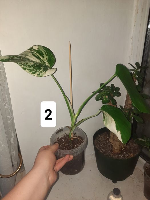 Монстера альба детишки