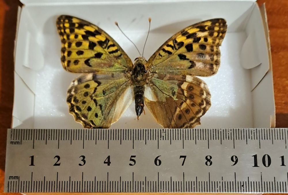 Настоящая бабочка