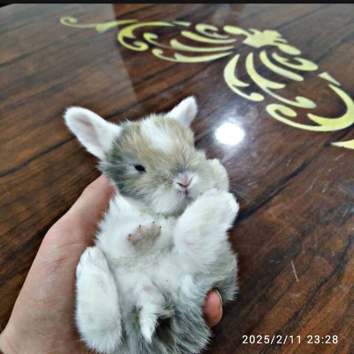 Katta bo'midigan karlik quyon