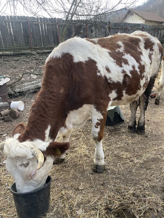 Vând vacă de lapte