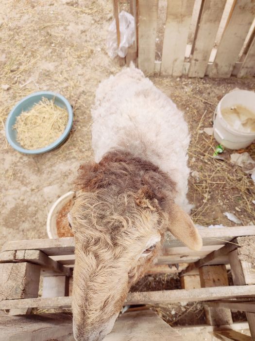 Қой/қозы/лақ/теке/қошқар