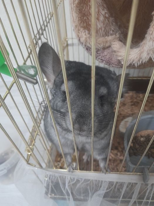Продам шиншиллу срочно