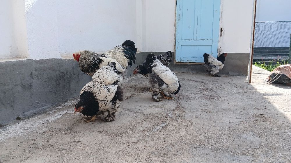 Tochkaliklar sotuvda