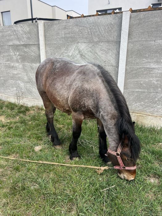 Vand manz semi greu cu influenta belgiana