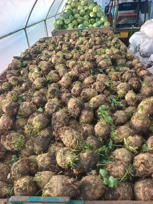 Țelină de vânzare