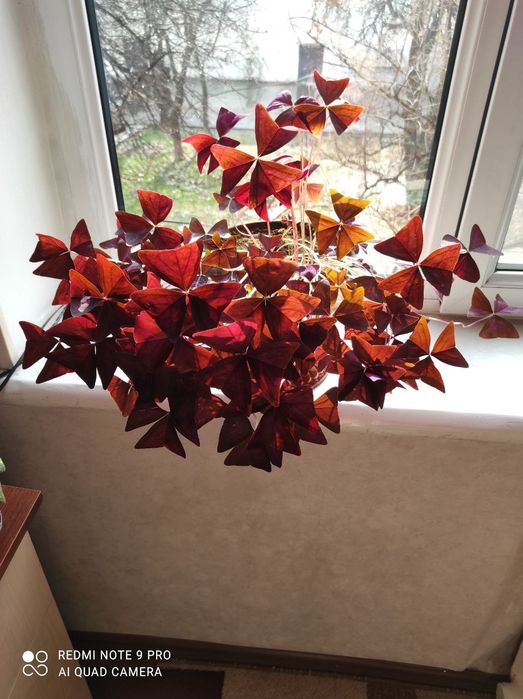 Цветы комнатные разные