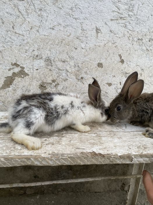 Velekan gibrt quyonlar