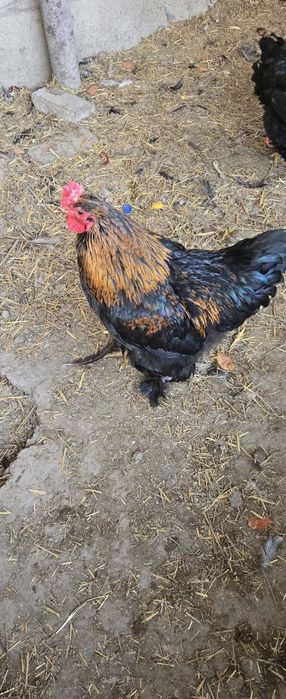 Xoroz sotiladi qichqirgan