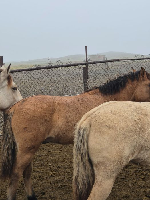 Мугалжар жабагылар