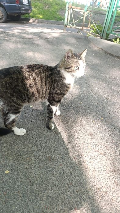 Кошечка в добрые руки