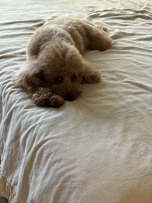 Той пудел, мини пудел