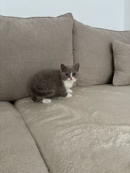 British shorthair