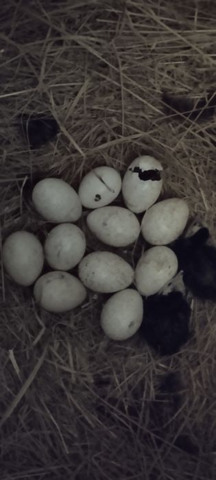 Срочно продам индюшат