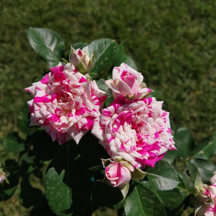 Розы с закрытой корневой