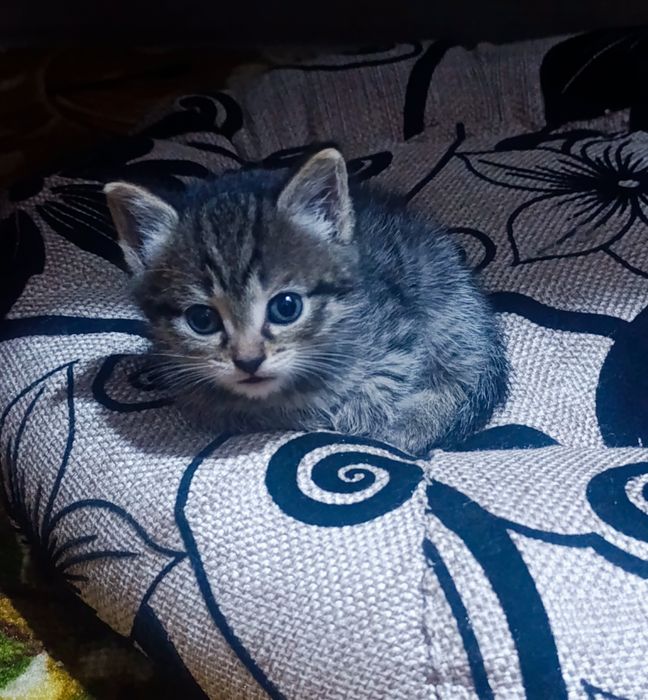 Домашние котята в добрые руки!