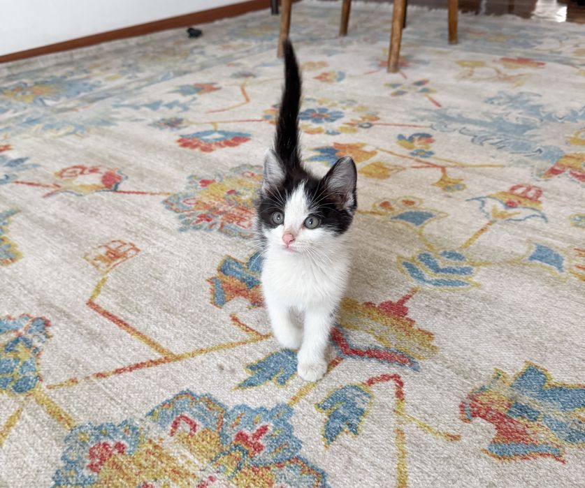 Котенок ищет себе семью