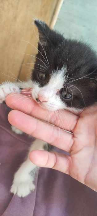 Котенок мальчик около двух месяцев