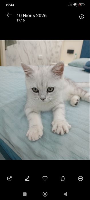 Кошка
Продаётся британская шиншилла (British Shorthair Silver Shaded)