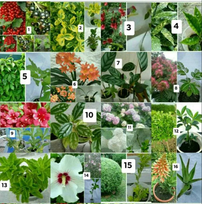 15 вида цветя и растения 4 КОРЕНА В ЕДИН ПАКЕТ ЗА 19,56 ЛВ. / 10 € .