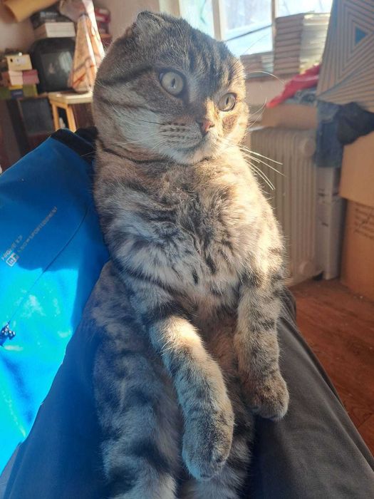 В добрые руки шотландского вислоухого.