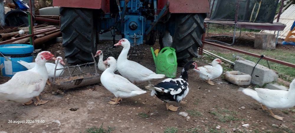 Vand Rațe mute !