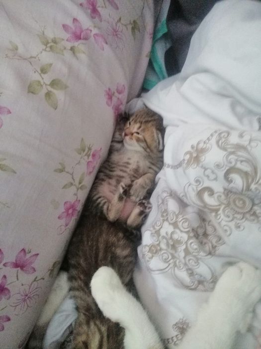 Породистые котята, бронь