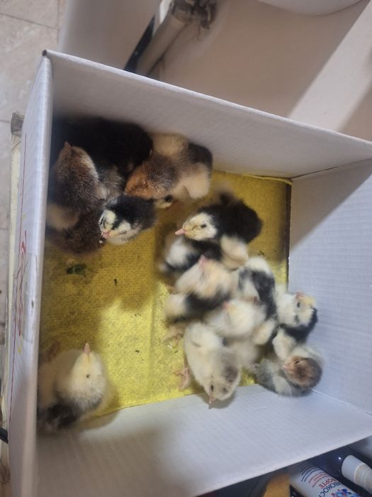 Яйца брама. Брама тухумлари