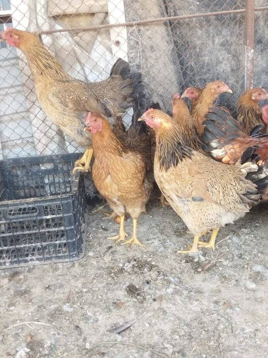 Продам куры домашние