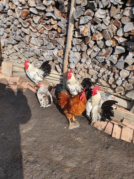 Găini/cocoși chabo
