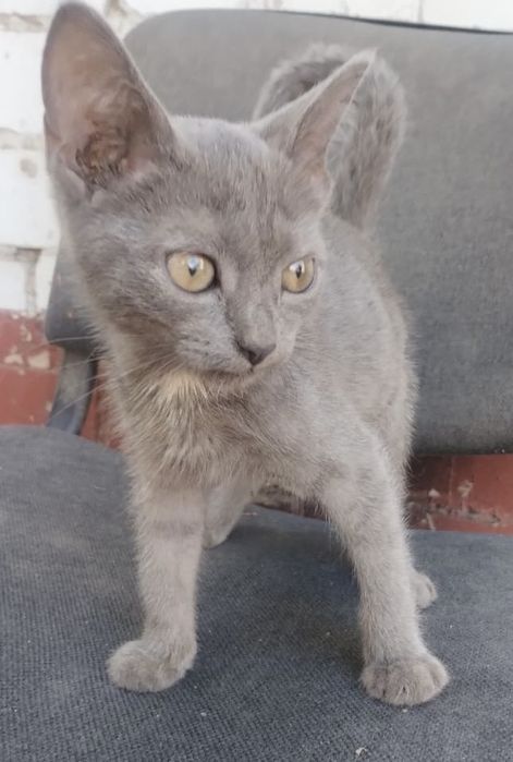 Котенок девочка ищет дом