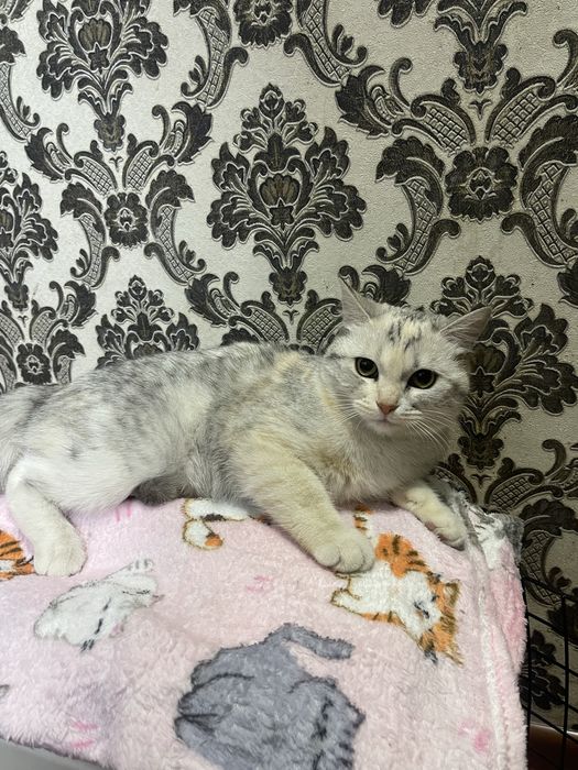 Скотиш страйт серебристий