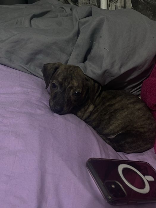 Отдам щенка стаффорда