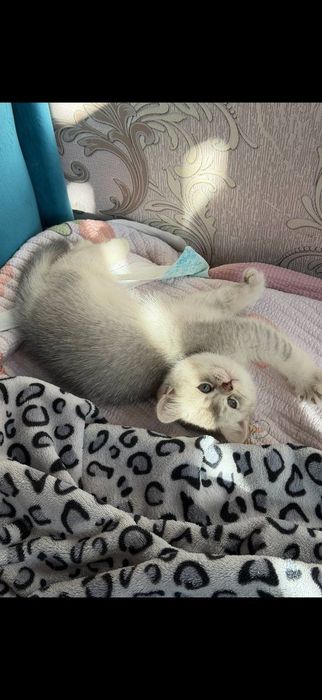 Продаётся котенок мальчик